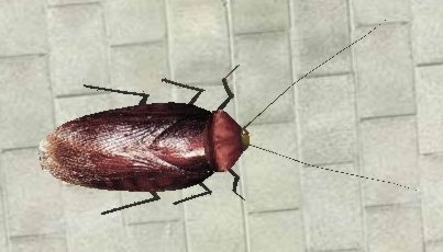 Properly textured roach